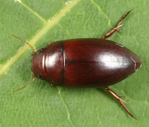 Matus bicarinatus