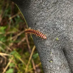 Nearctodesmus insulanus thumbnail 2