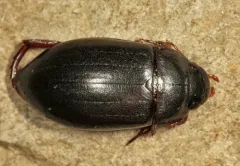 Horn's Predaceous Diving Beetle thumbnail 2