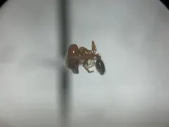 California Big-headed Ant thumbnail 4