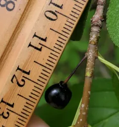 Dahurian Buckthorn thumbnail 4