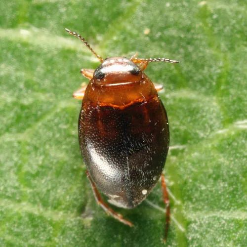 Uvarus granarius