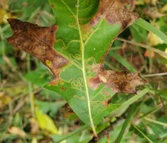 Acrocercops albinatella thumbnail 3