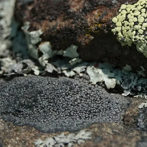 False Map Lichen
