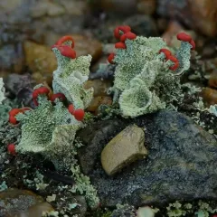Red-fruited Pixie Cup thumbnail 3