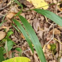 black-fruit mountain-ricegrass thumbnail 3