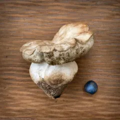 Boletus subalpinus thumbnail 3