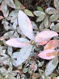 Erysiphe azaleae thumbnail 3