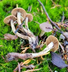 Cortinarius angelesianus thumbnail 3