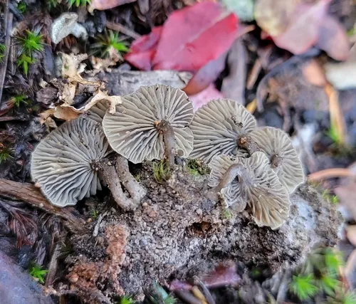 Arrhenia latispora