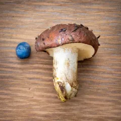 Suillus punctatipes thumbnail 2