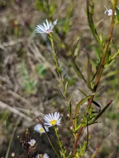 Bushy Aster thumbnail 2
