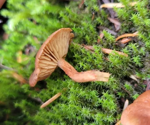 marsh webcap