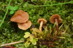 Hebeloma syrjense thumbnail 2