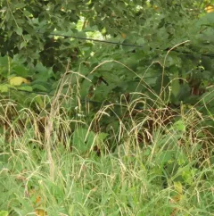 Slender False Brome thumbnail 3