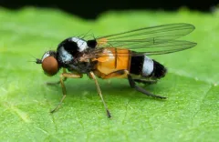 Callomyia venusta thumbnail 4