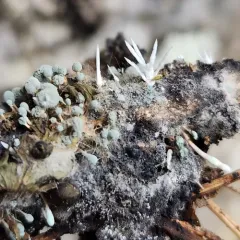 Penicillium vulpinum thumbnail 2