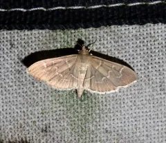 Scraped Pilocrocis Moth thumbnail 4