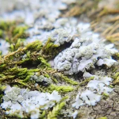 Mealy Cryptic Shade Lichen thumbnail 4