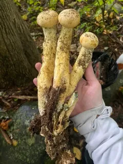 Gymnopilus speciosissimus thumbnail 1