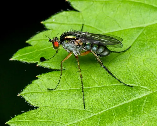 Dolichopus lobatus