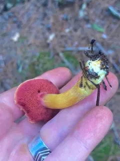 Chalciporus pseudorubinellus thumbnail 4