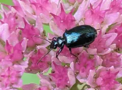 Lebia cyanipennis thumbnail 2