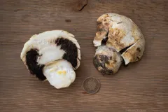 Unopened Agaricus thumbnail 3
