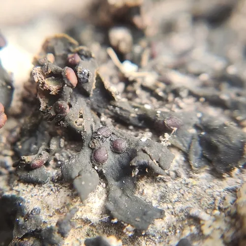 Collema texanum