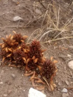 Louisiana broomrape thumbnail 4