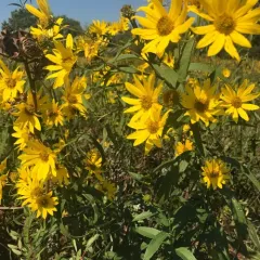 sawtooth sunflower thumbnail 3