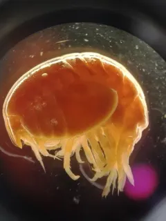 Stegocephalus ampulla thumbnail 1