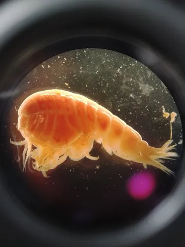 Stegocephalus similis