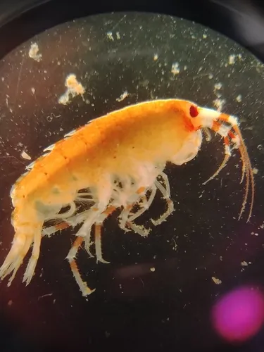 Eusirus cuspidatus