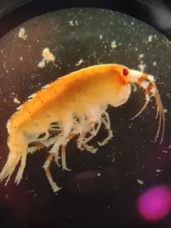 Eusirus cuspidatus thumbnail 1