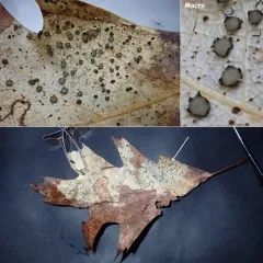 Coccomyces coronatus thumbnail 1