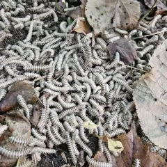 Traveling Cherry Millipede thumbnail 3