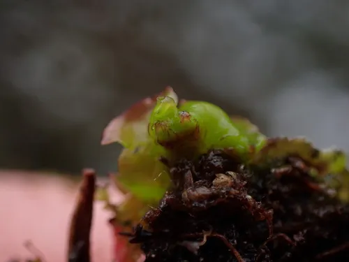 Calycularia laxa