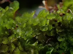 Fuscocephaloziopsis monticola thumbnail 1