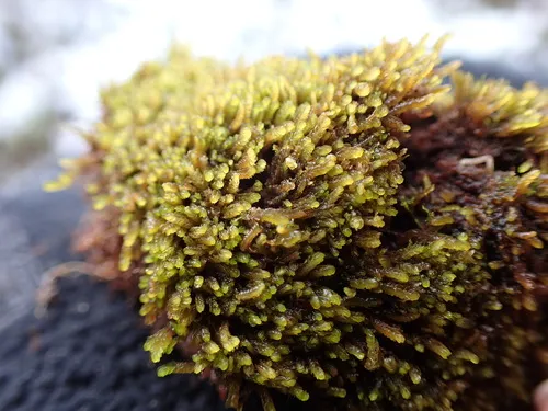 Earth-cup Flapwort