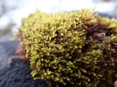 Earth-cup Flapwort thumbnail 1