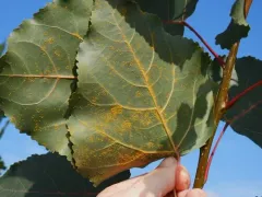 Melampsora medusae thumbnail 3