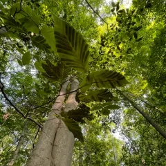 Beech Leaf Disease thumbnail 3