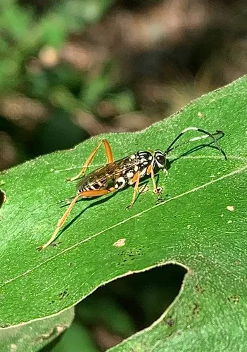 Baryceros fortis