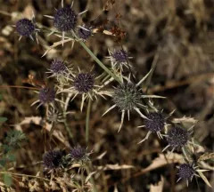 beethistle thumbnail 2
