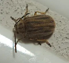 ragweed leaf beetle thumbnail 1