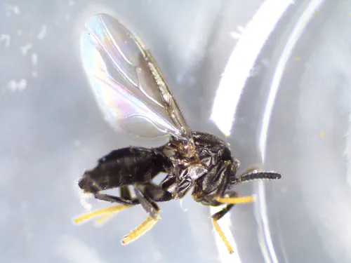 Holoplagia guamensis