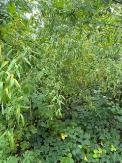 Chinese Timber Bamboo thumbnail 3