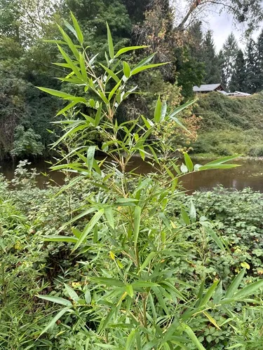Narihira Bamboo