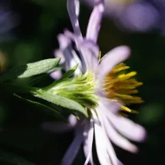 willowleaf aster thumbnail 4